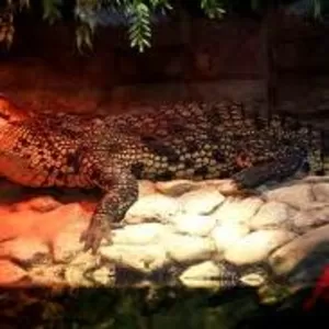 Крокодилы: нильские и кайманы