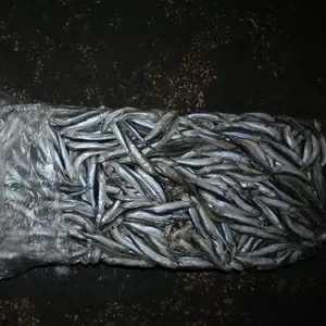 Продам хамсу с/м шоковая заморозка Днепропетровск