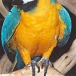 Ара - экстравагантный и неординарный попугай