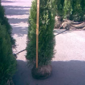 Туя,  туя западная,  туя уход,  сад,  ландшафтный дизайн Киев,  купить туи 