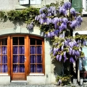  Глициния -вьющееся растение семейства бобовых