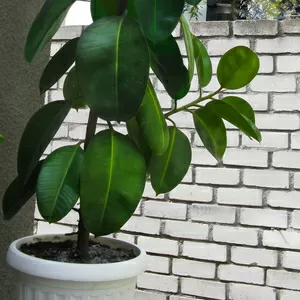 ПРОДАМ ФИКУС.  Домашнее растение. 120 см,  12 лет.