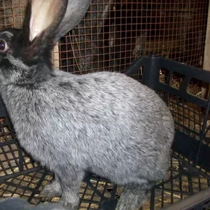 Продам кроликов