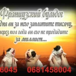 Продам щенка французского бульдого