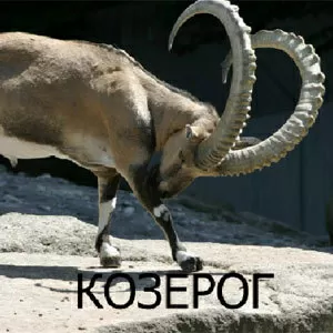 КОЗЕРОГ 