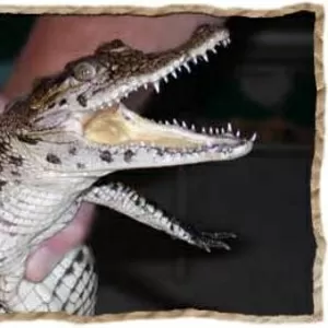 Нильские крокодилы (малыши) размер 35-40 см
