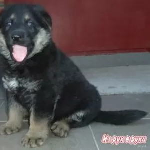 продам чистокровного щенка немецкой овчарки!