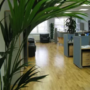Услуги по озеленению в офисах и специализированному уходу за растениям