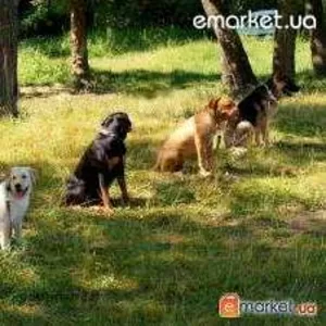 Дрессировка собак индивидуально и в группах
