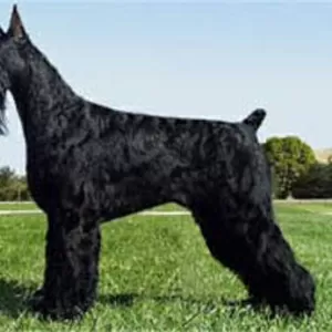 Продам щенка ризен-шнауцера