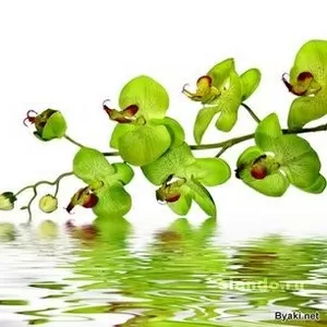 Салон краси та естетики тіла 