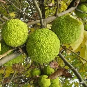 адамово яблоко,  маклюра