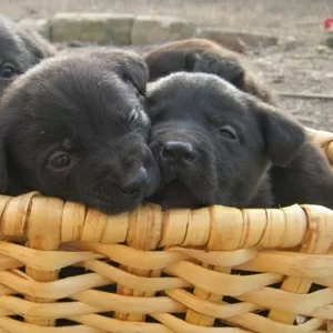щенки лабрадора метиссы