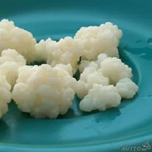 Молочный кефирный гриб