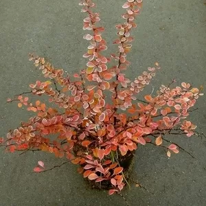 Барбарис Тунберга Green Carpet Cо  3  Ландшафтный дизайн,  озеленение