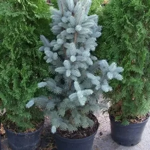 Ель	колючая	Isel  Fastigiata	Co 10  Ландшафтный дизайн,  озеленение