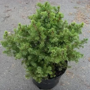 Ель	обыкновенная	Brabant	Co  5  Ландшафтный дизайн, озеленение  