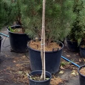 Клен	платановидный	Globosa	Co  25	150-175 Pa  Ландшафтный дизайн,  озеленение