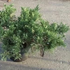 Можжевельник	китайский	Expansa Variegata	Co 10  Ландшафтный дизайн,  озеленение