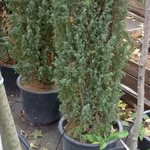 Можжевельник	обыкновенный	Meyer	Co  25	140-160  Ландшафтный дизайн,  озеленение