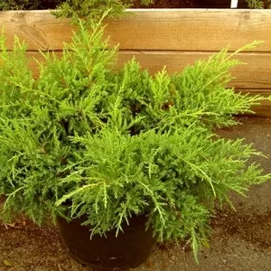 Можжевельник	средний	Gold Star	Cо 10  Ландшафтный дизайн,  озеленение