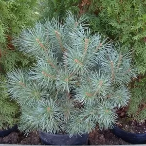 Сосна	обыкновенная	Chantry  Blue	Co  10  Ландшафтный дизайн,  озеленение