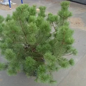 Сосна	горная	Pumilio	Co 25  Ландшафтный дизайн, озеленение  