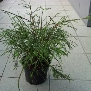 Туя	западная	Filiformis	Co  5  Ландшафтный дизайн,  озеленение