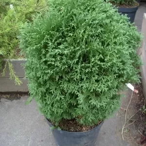 Туя	западная	Little Gem	Co  5  Ландшафтный дизайн, озеленение  