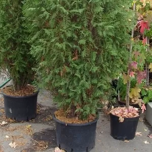 Туя западная Wagneri Cо 39 (100-120)  Ландшафтный дизайн, озеленение  