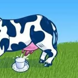 продажа домашнего коровьего молока