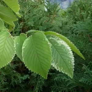 Вяз малый Variegatum Cо 25  Ландшафтный дизайн,  озеленение