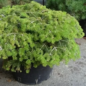  Пихта корейская Cis Co 20  Ландшафтный дизайн, озеленение  