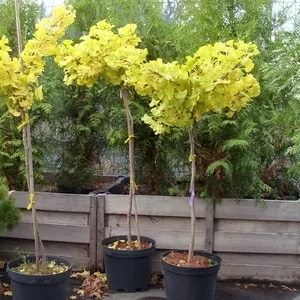 Гинкго двулопастный Mariken Co 5 (80 Pa)  Ландшафтный дизайн,  озеленение