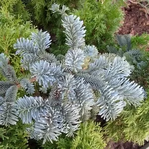  Пихта горная Argentea Со 5  Ландшафтный дизайн, озеленение  