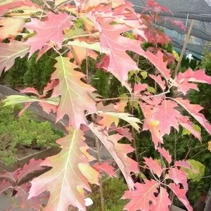 Дуб красный Cо 5 (осень)  Ландшафтный дизайн,  озеленение