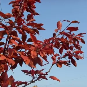  Яблоня Nicoline Co 25 (100-140Pa)  Ландшафтный дизайн, озеленение  