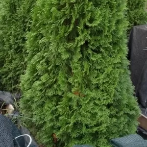 Туя западная Smaragd Со (140-160)  Ландшафтный дизайн, озеленение  