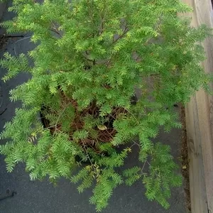 Тсуга канадская Co 12  Ландшафтный дизайн,  озеленение