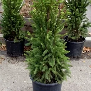 Ель обыкновенная Cupressina Со 39  Ландшафтный дизайн,  озеленение