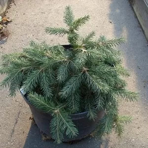  Ель обыкновенная Formanek Co 5  Ландшафтный дизайн,  озеленение