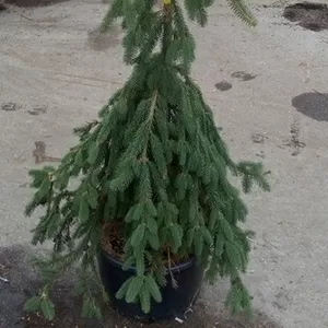  Ель обыкновенная Inversa Co  Ландшафтный дизайн, озеленение  