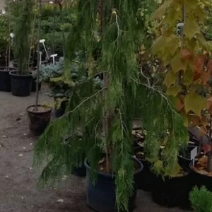  Кипарисовик нутканский Pendula Co 32 (200-250)  Ландшафтный дизайн,  озеленение