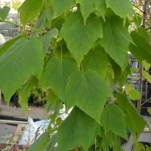 Клен пенсильванский Co 10  Ландшафтный дизайн, озеленение  