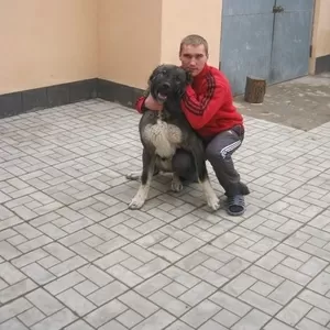 Срочно продам кобеля алабая. 1 год.