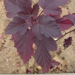 Пузыреплодник калинолистный Diabolo Co 3  Ландшафтный дизайн, озеленение  