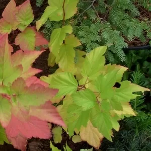 Пузыреплодник калинолистный Luteus Cо 3  Ландшафтный дизайн, озеленение  