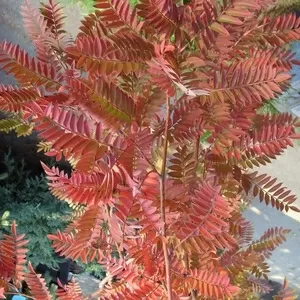 Рябина обыкновенная Red Tip Co 25 (180 Pa)  Ландшафтный дизайн, озеленение  