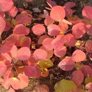 Скумпия кожевенная Golden Spirit Cо 3  Ландшафтный дизайн, озеленение  