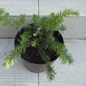 Тисс ягодный Rapandens Co 5  Ландшафтный дизайн,  озеленение